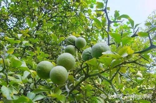 中药材:枳实 - 知乎