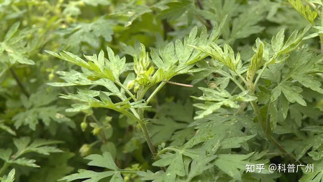 又称艾叶,香艾,蓟艾,艾蒿.