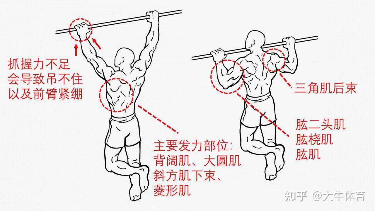 收藏制定家庭引体向上练习计划打造迷人背部曲线