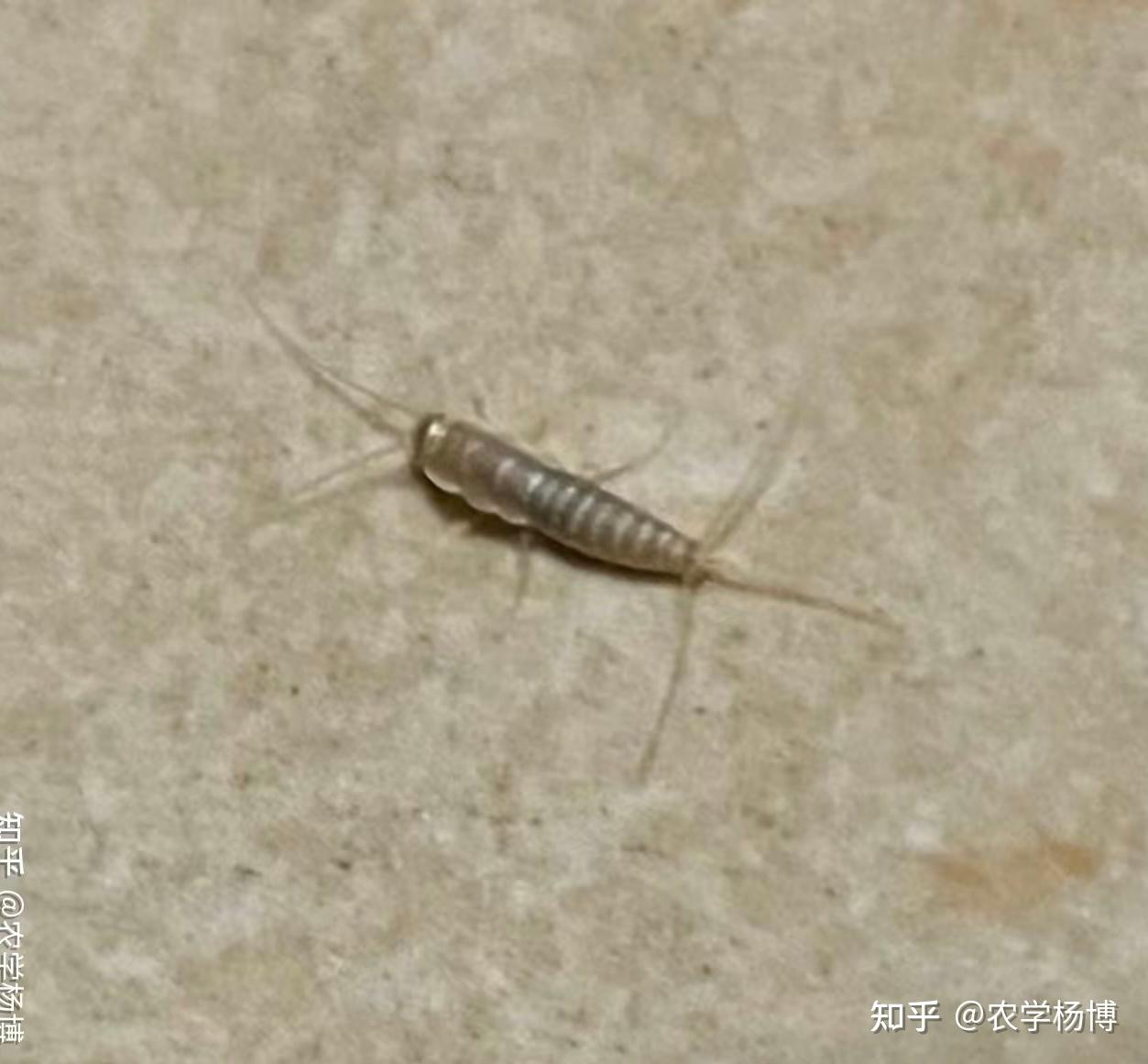 金色的虫子,很小,小到手机拍照不聚焦,在洗手盆发现的,这是什么虫呀?