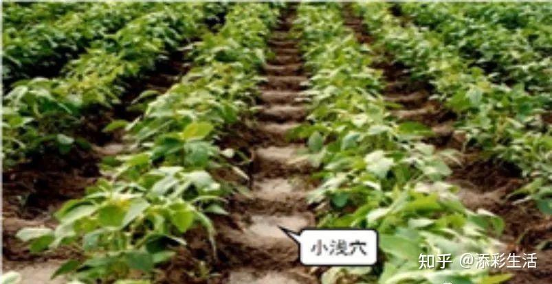 地理：影响农作物生长的因素，你知道多少？ - 知乎