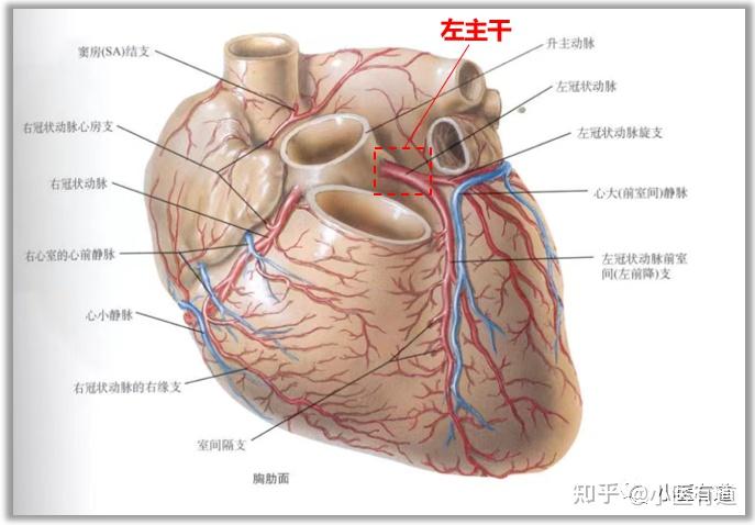 【心脏解剖】冠状动脉——前降支