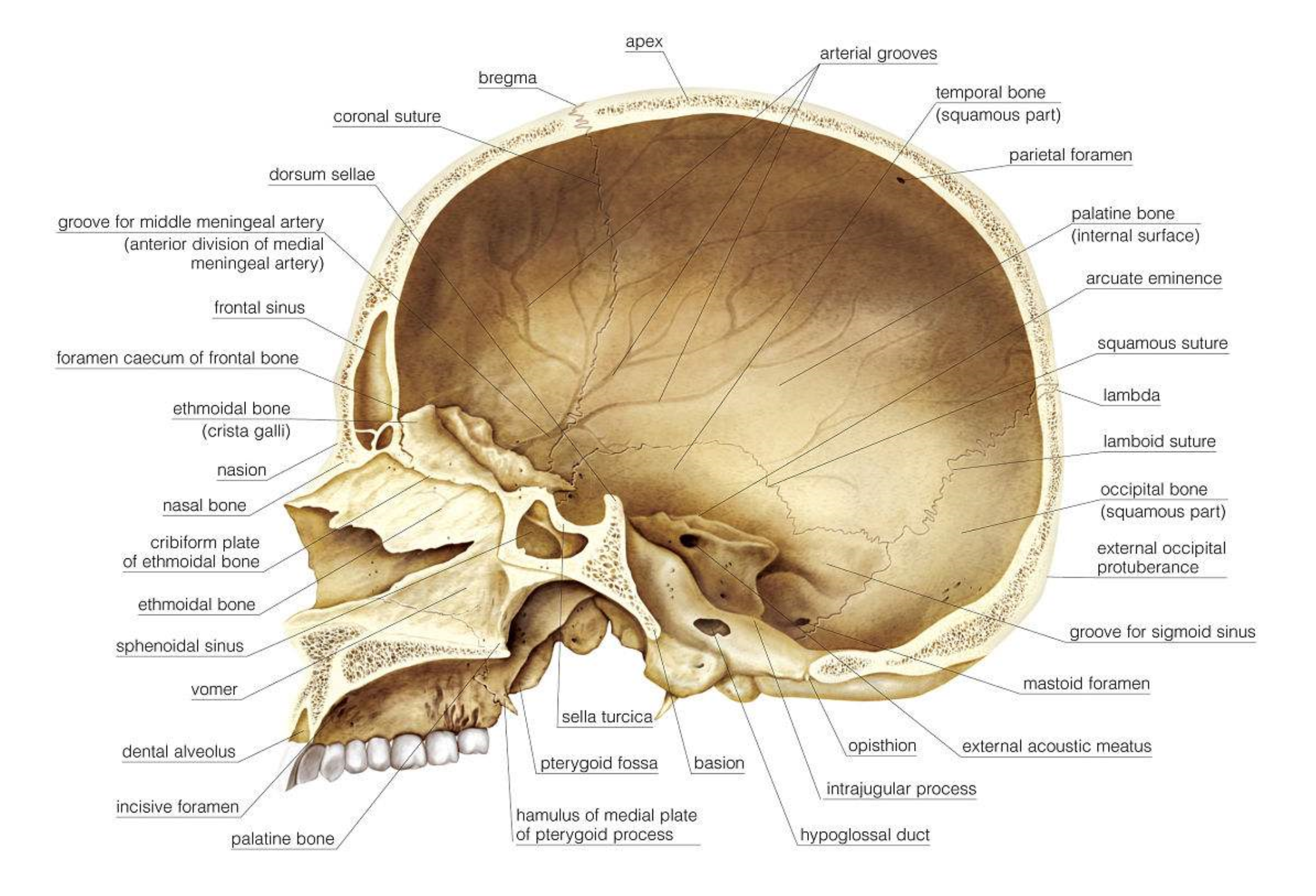 颅骨矢状面解剖图图片