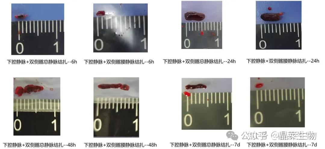 【五分钟讲实验】血栓疾病动物模型构建详解！ - 知乎