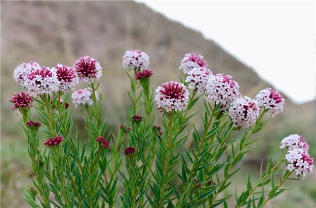 顾名思义,它是一种可以以毒伤人的植物,但花开的很美,还是草原与沙漠