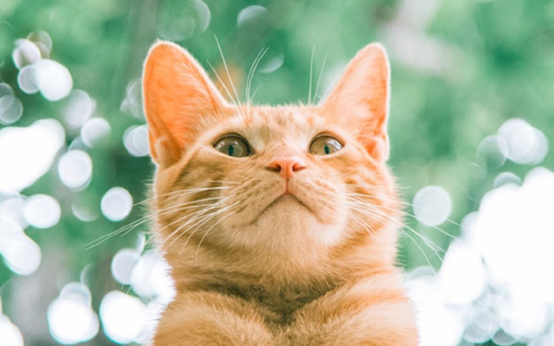 【Java基础】-- instanceof 用法详解 - 知乎