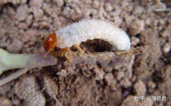 种花生怎么防地下害虫 花生死苗烂根特效药 花生死棵是什么原因