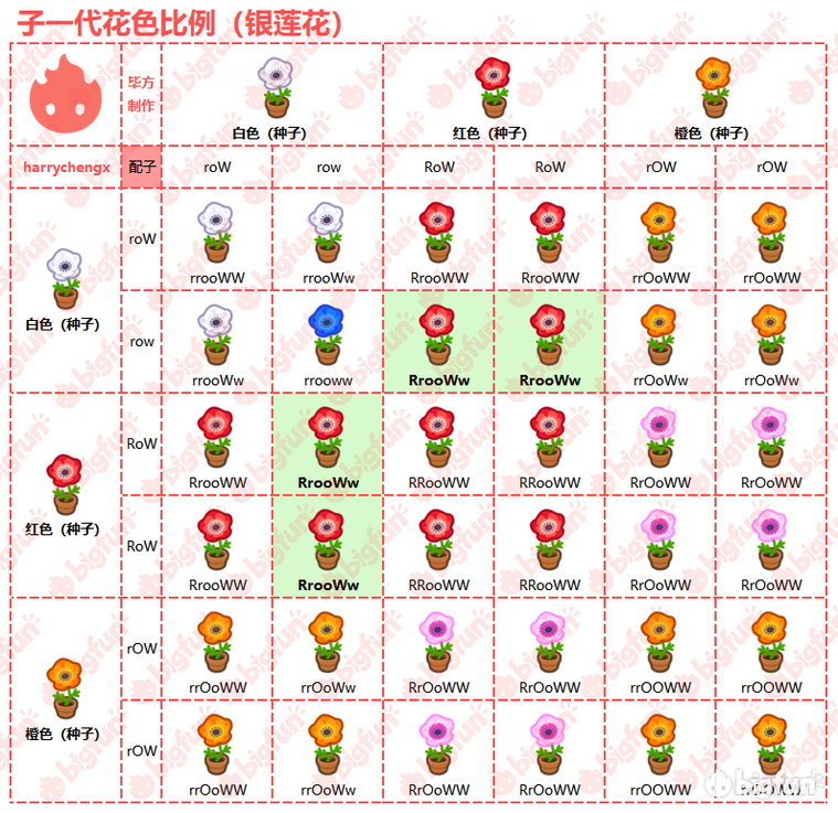 【银莲花花种】有白红橙色三种,可杂交出粉,紫,蓝三种异色.