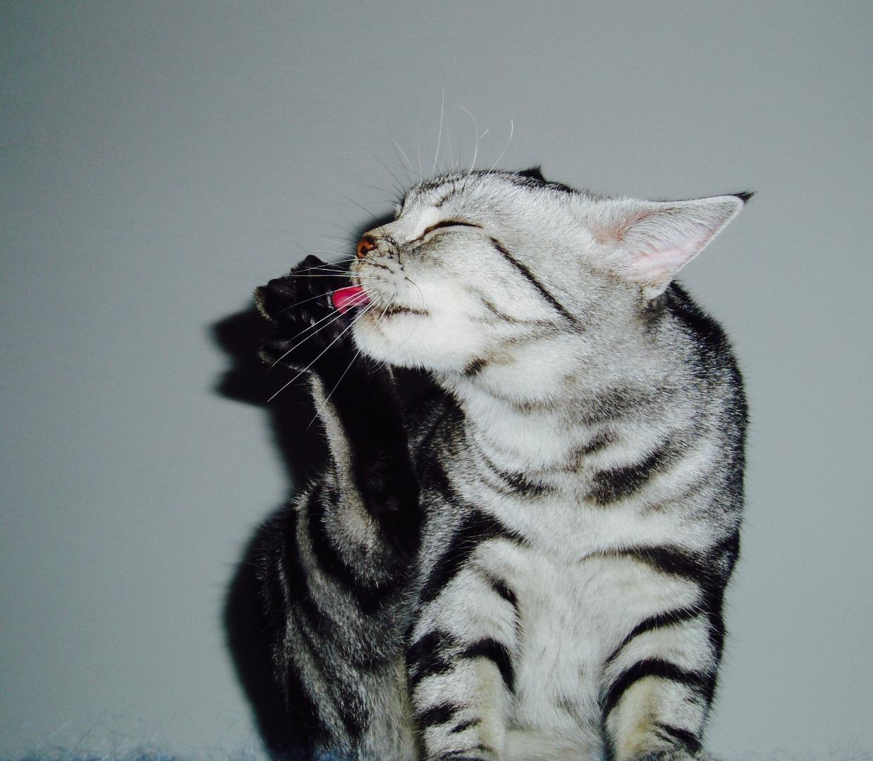 猫某某之女色 知乎 猫某某之女色 知乎