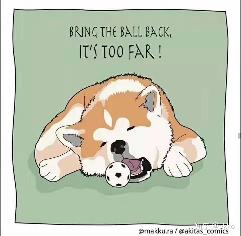 家养日系秋田犬是一种怎样的体验