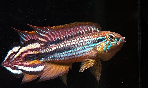 小型观赏鱼阿卡西短鲷