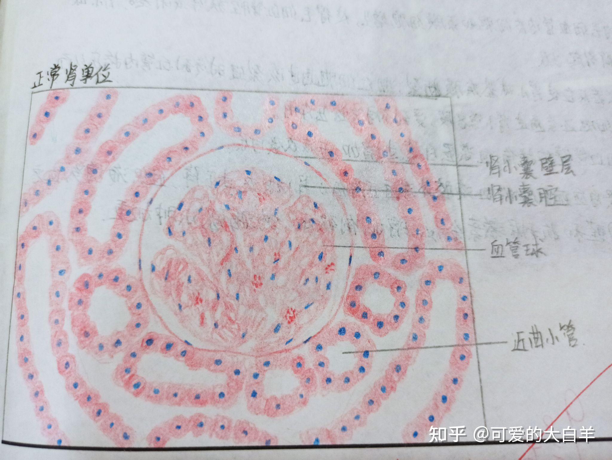 病理学红蓝铅笔图 