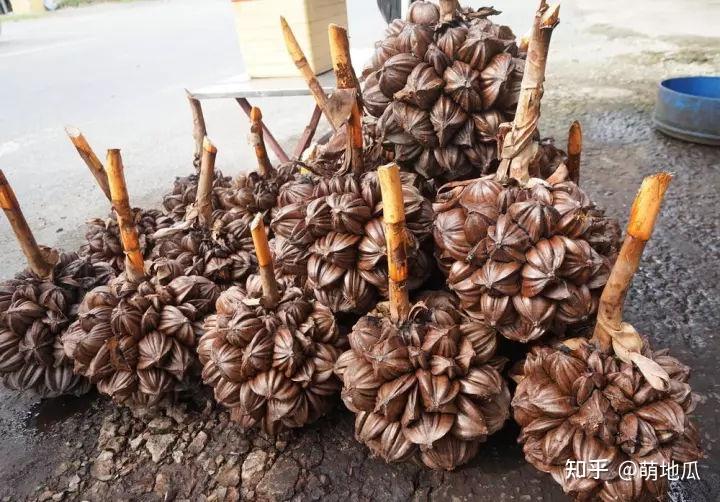 龙宫果它是成串生长在树上的,外表是小圆球形状的,果皮是淡黄色的