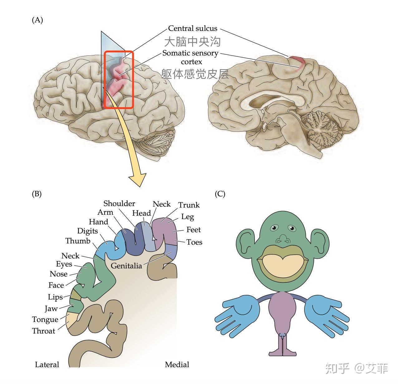 彩色卡通手绘大脑组织免抠素材免费下载 - 觅知网