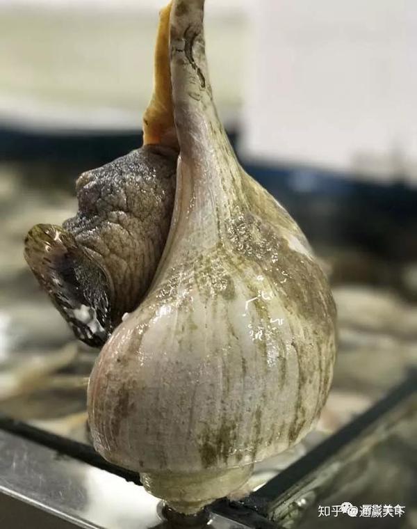 著名螺类食材大全，你吃过几种呢？ - 知乎