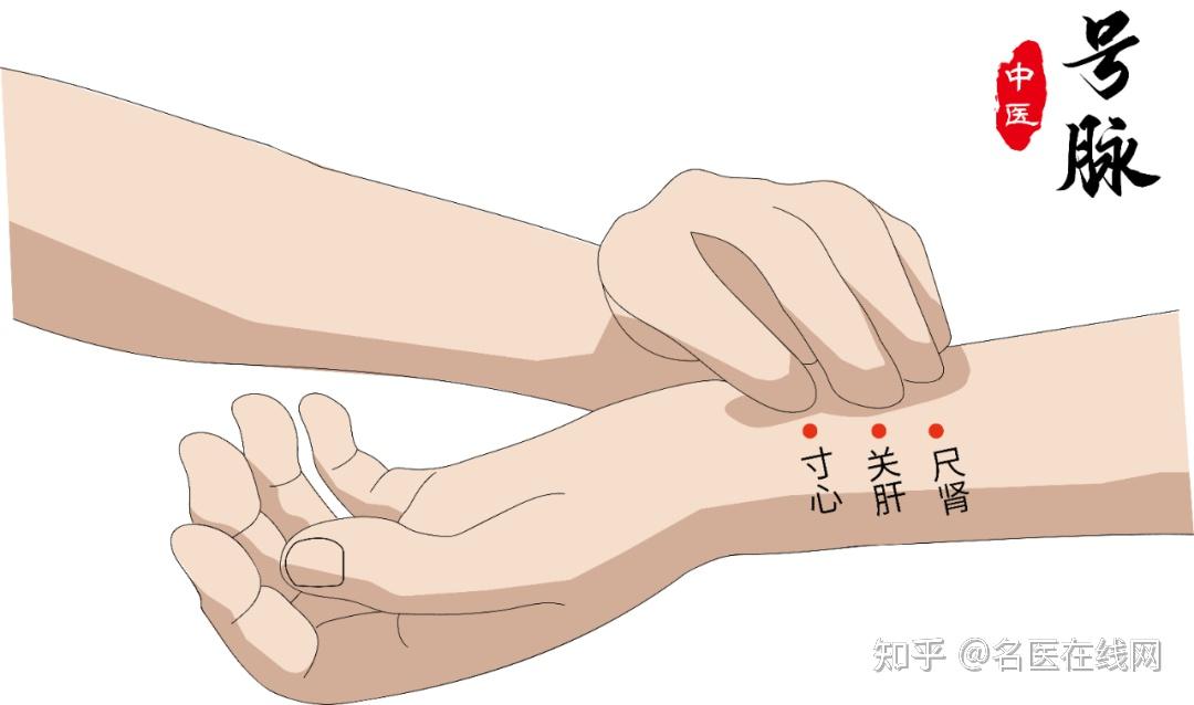 中医号脉真有这么神奇? - 知乎