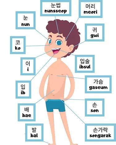 韩语积累 身体部位的词汇 从头到脚 知乎
