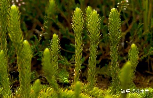 蕨类植物|石松的鉴赏与养护 - 知乎