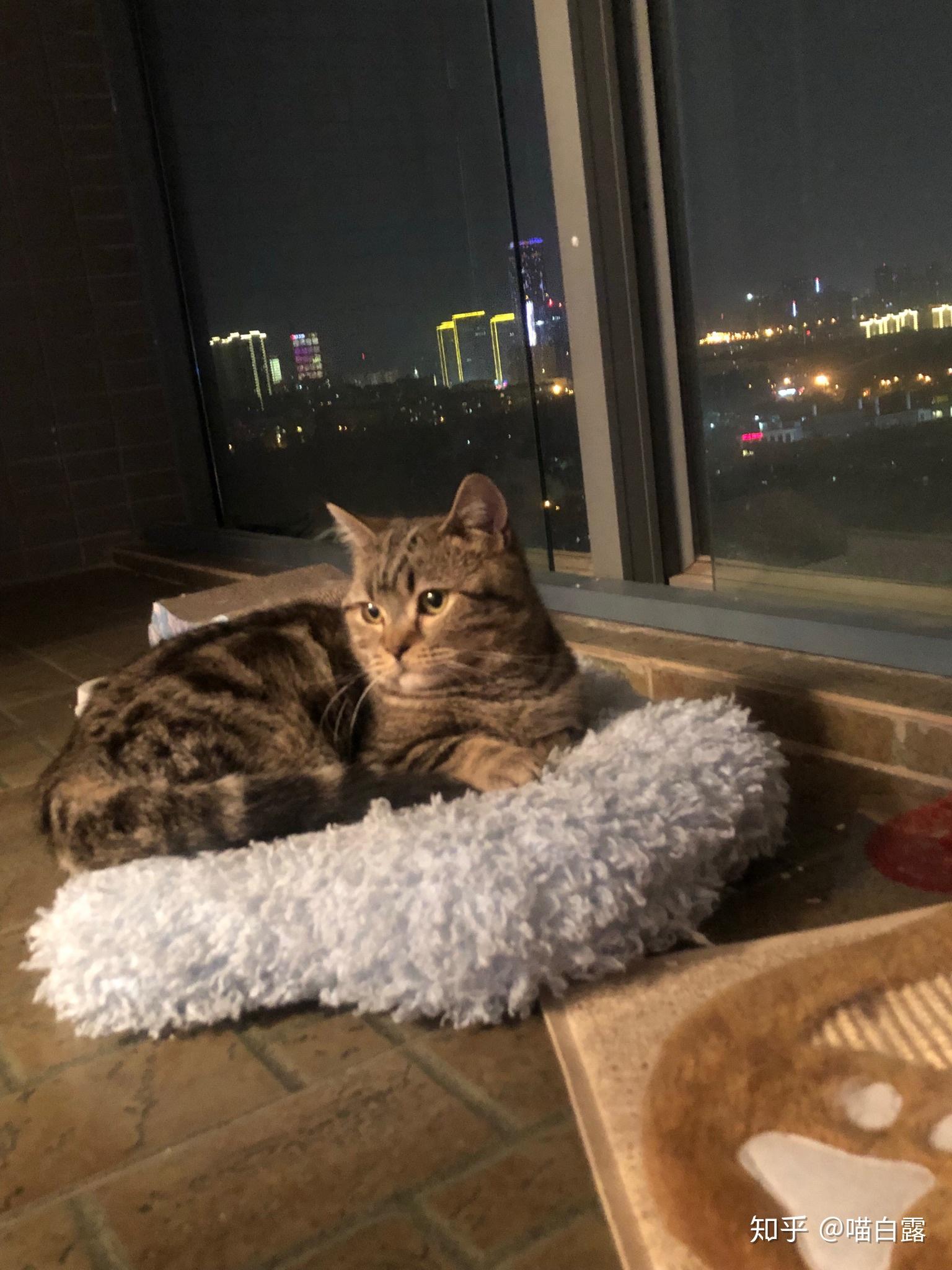 请问这是棕虎斑美短猫吗