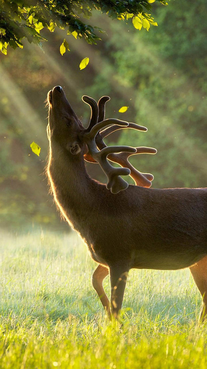 有哪些和鹿梅花鹿麋鹿等有关的壁纸