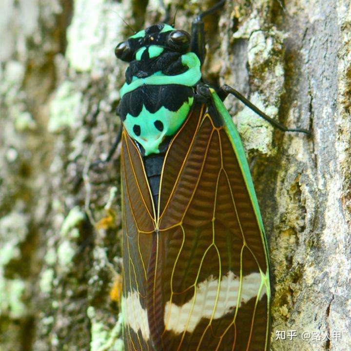 神奇物种黑丽宝岛蝉