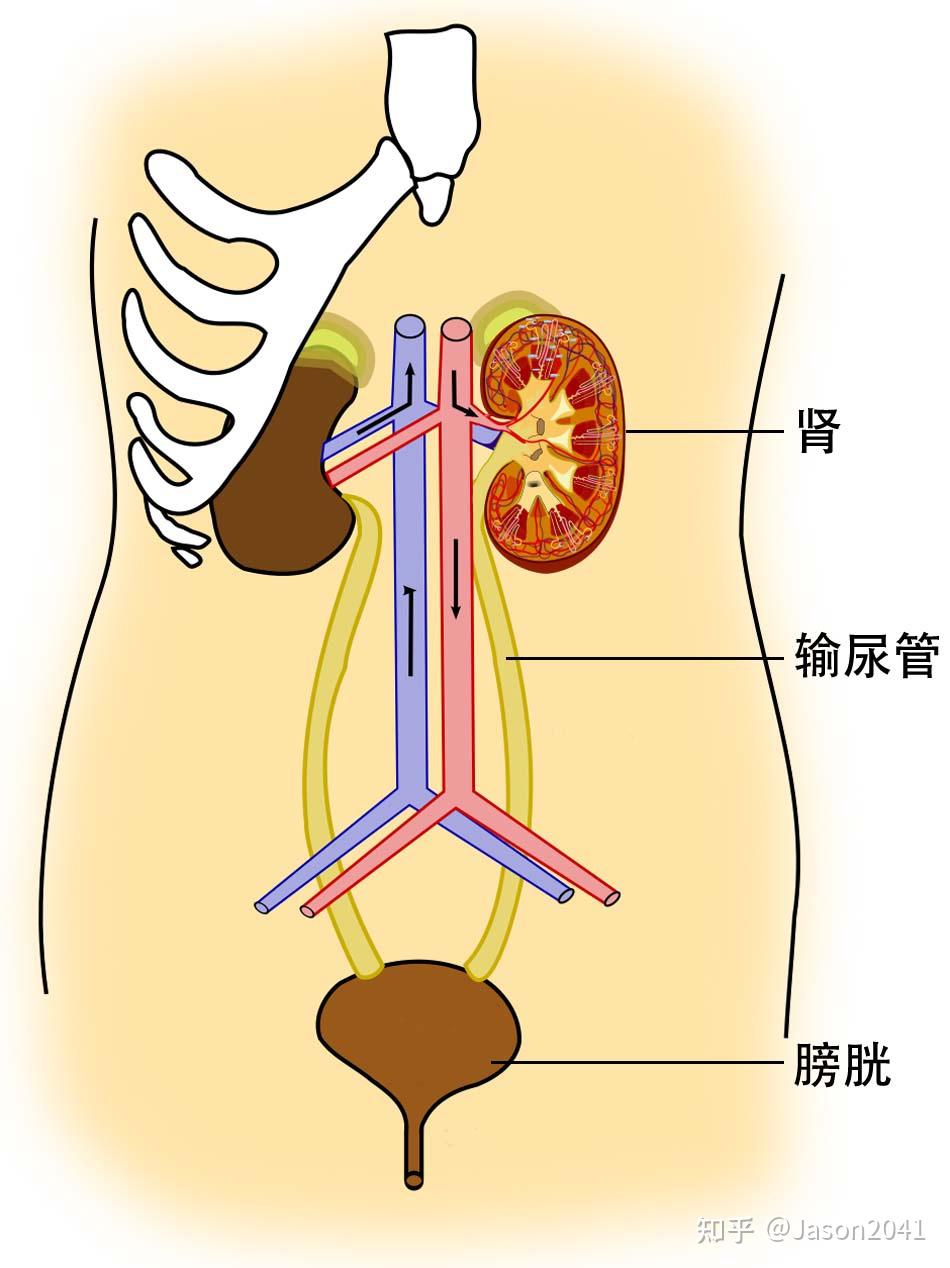 肾脏冠状切面结构图图片