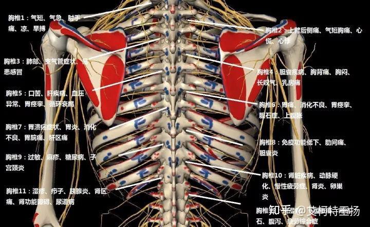 胸口结构图位置疼痛图片