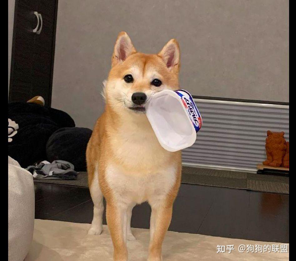 这5种狗狗,都是行走的人民币."没钱"?劝你不要想! - 知乎