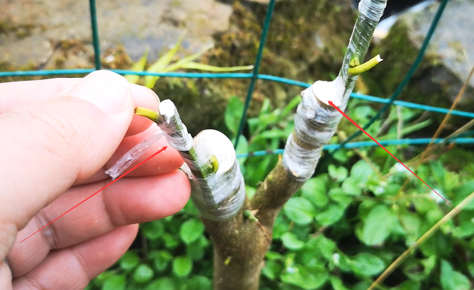 嫁接多色树月,什么品种搭配一起冠幅比较好?分享一些经验