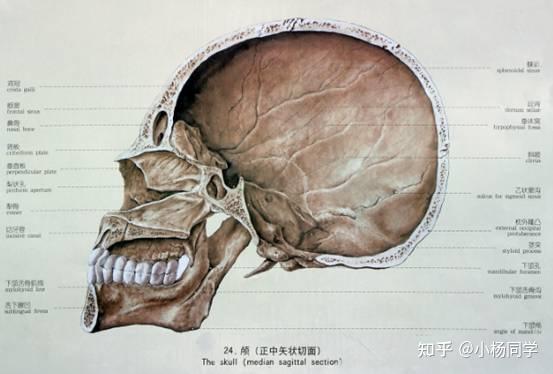 系统解剖学 - 知乎