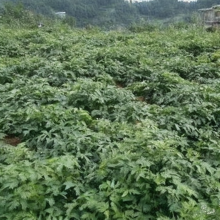 关于一亩地种植什么,利润最高?的信息