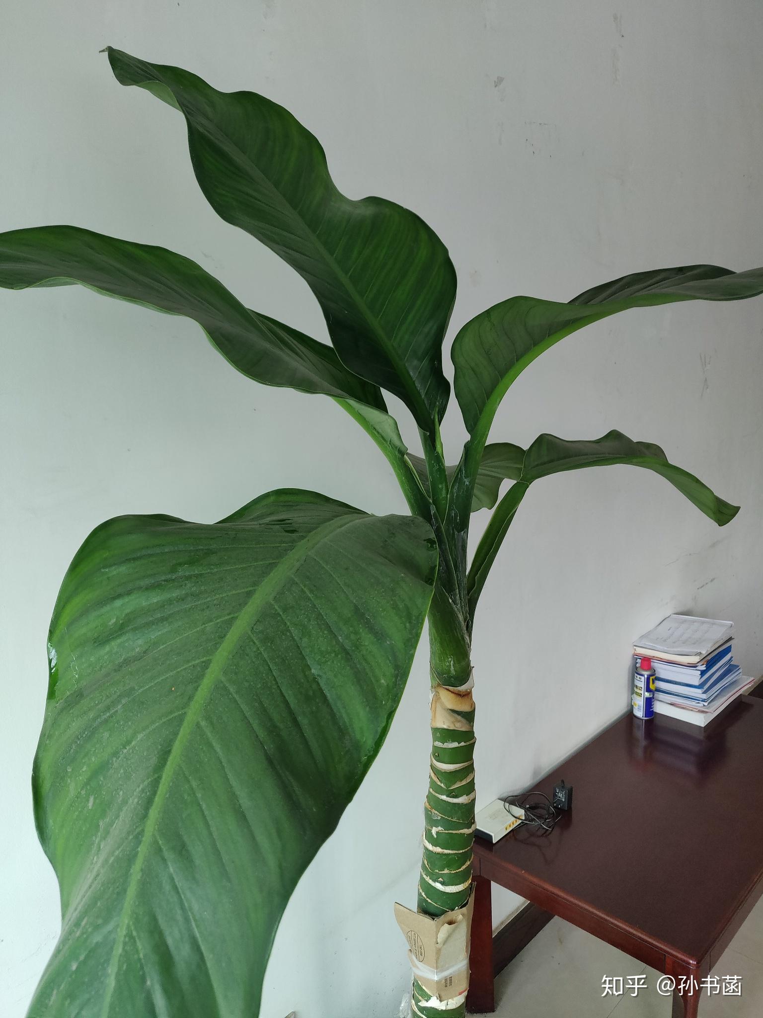 这种绿绿的叶子很大的植物叫什么名称呢