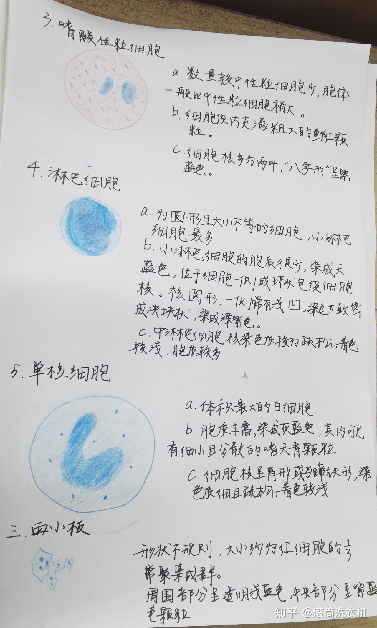 有没有红蓝铅笔血涂片的手绘图? - 知乎
