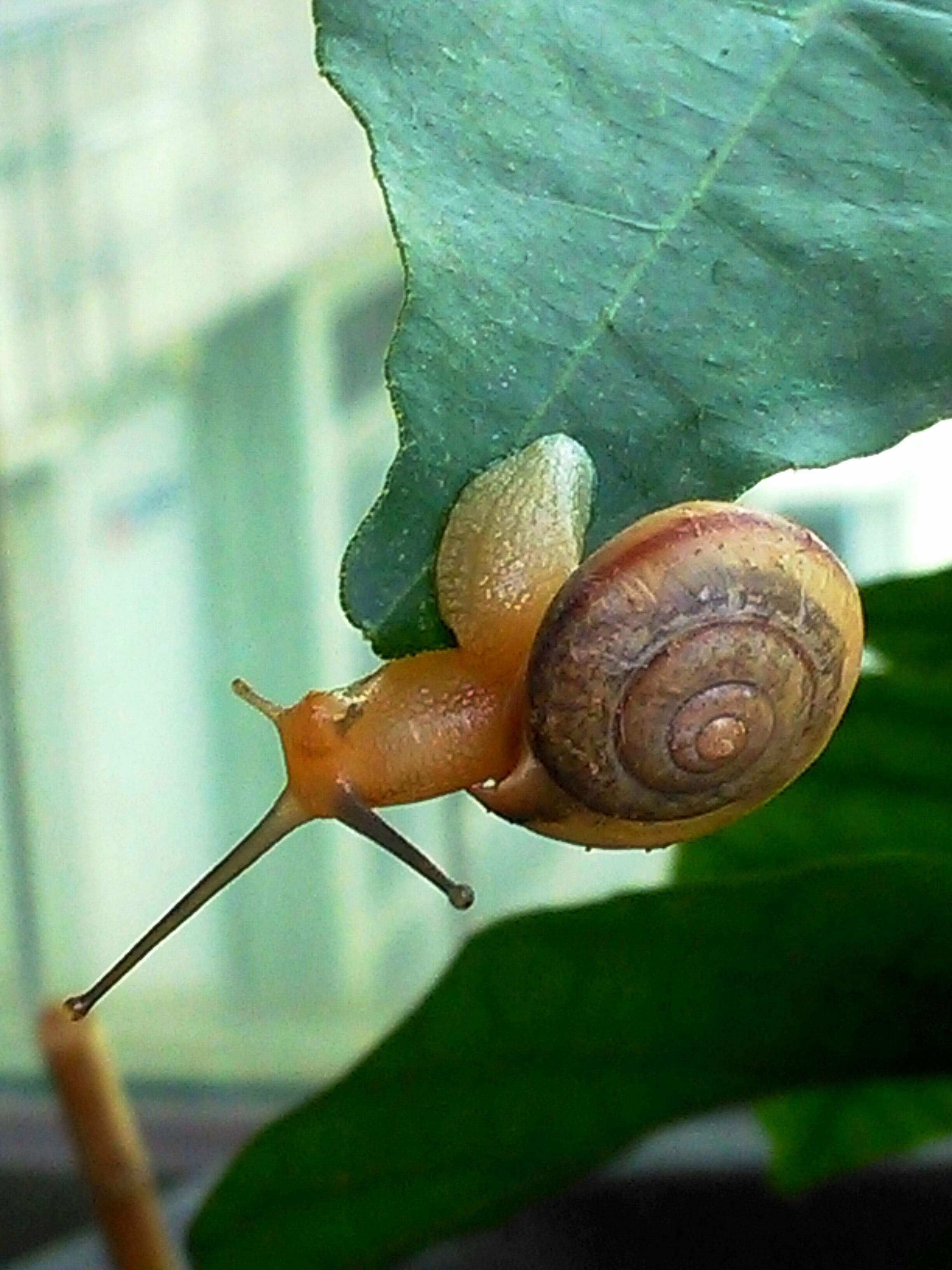 蜗牛摄影图__其他生物_生物世界_摄影图库_昵图网nipic.com