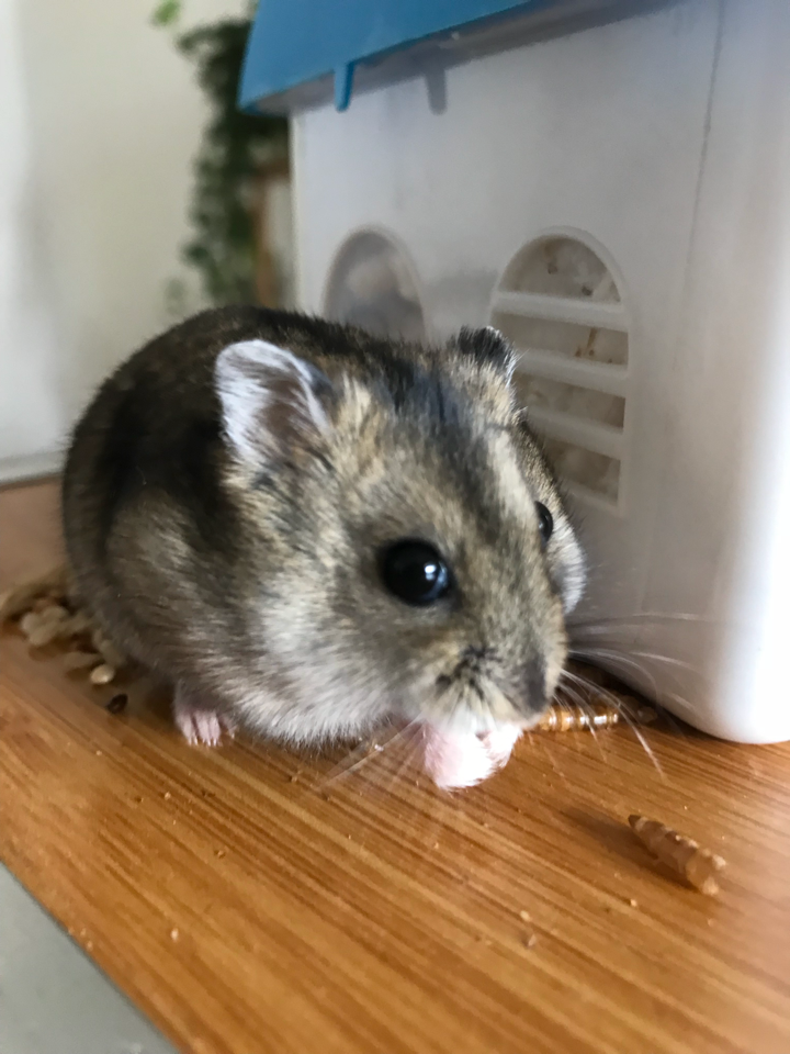 我家的三线仓鼠刚买回来就生了新手第一次养求指教