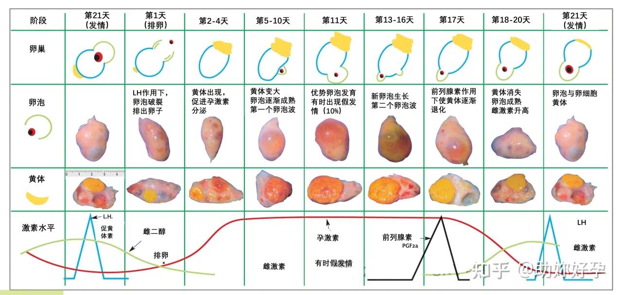 奶牛发情周期卵巢变化 - 知乎