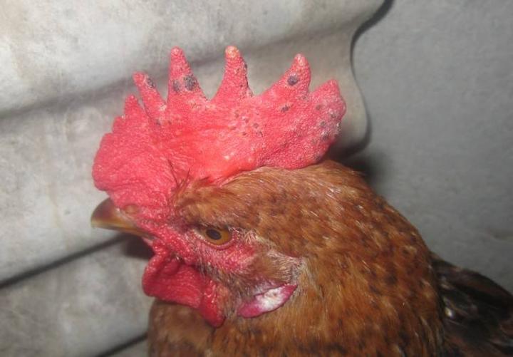 鸡冠长疙瘩怎么回事