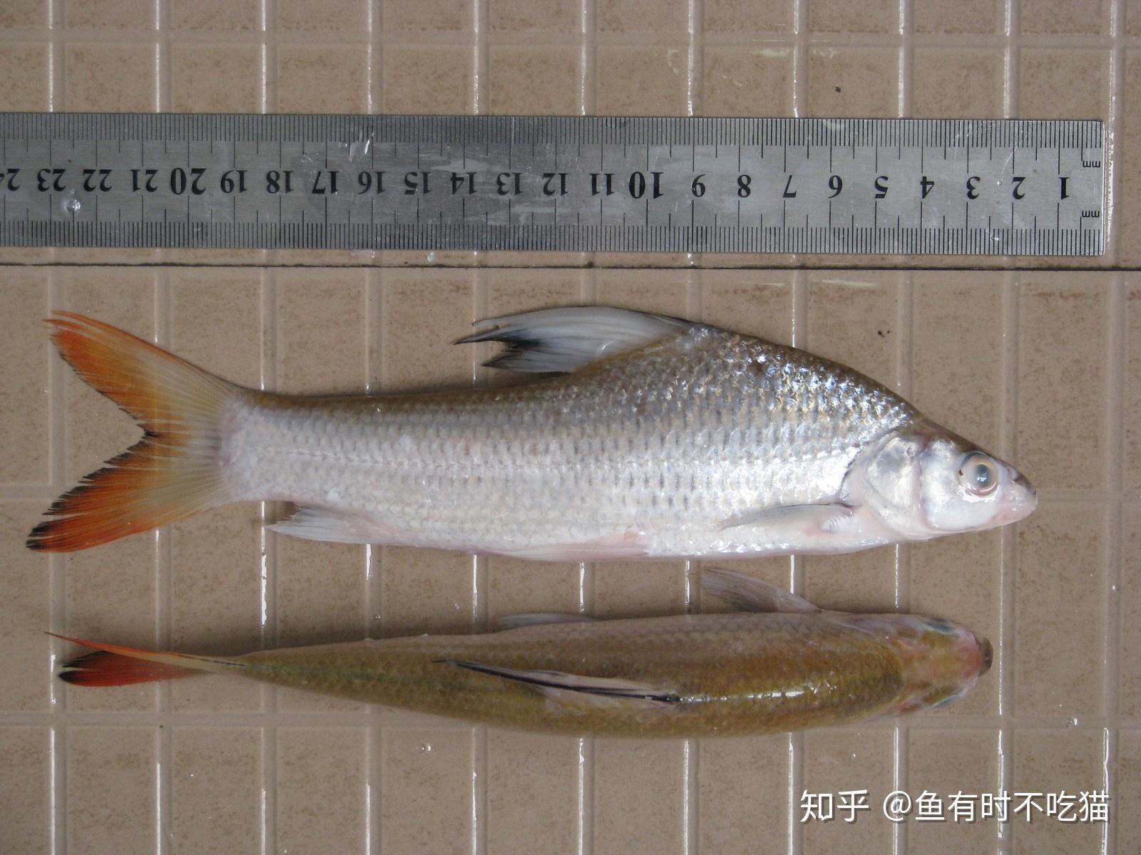 中国原生鱼:北京鱼类图鉴 - 知乎