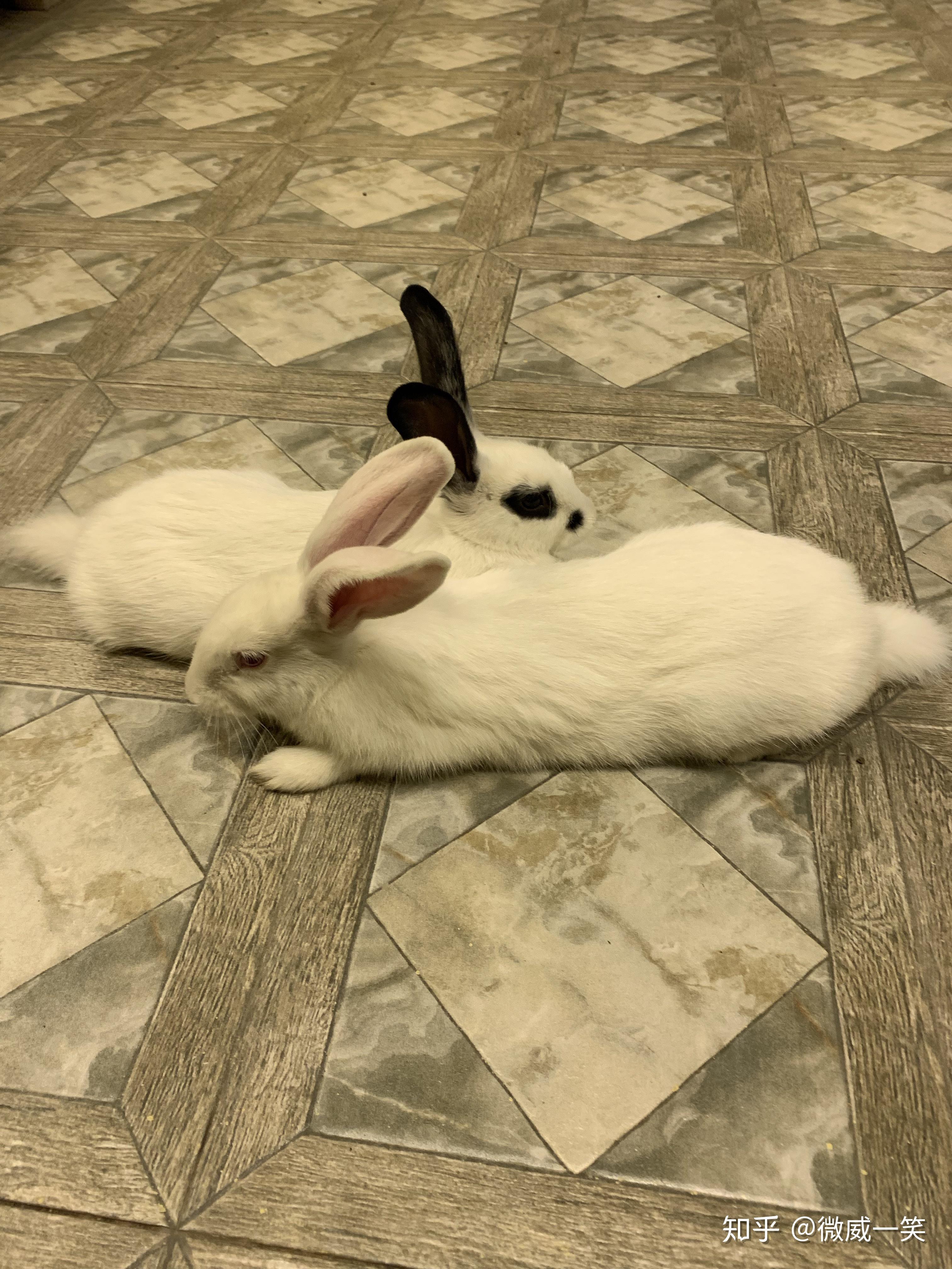 你养的兔子多久才出现贵妃躺