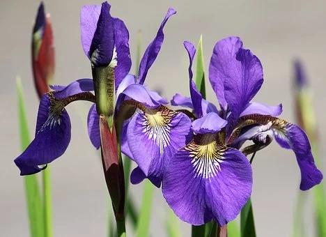 鳶尾花的花語是什麼