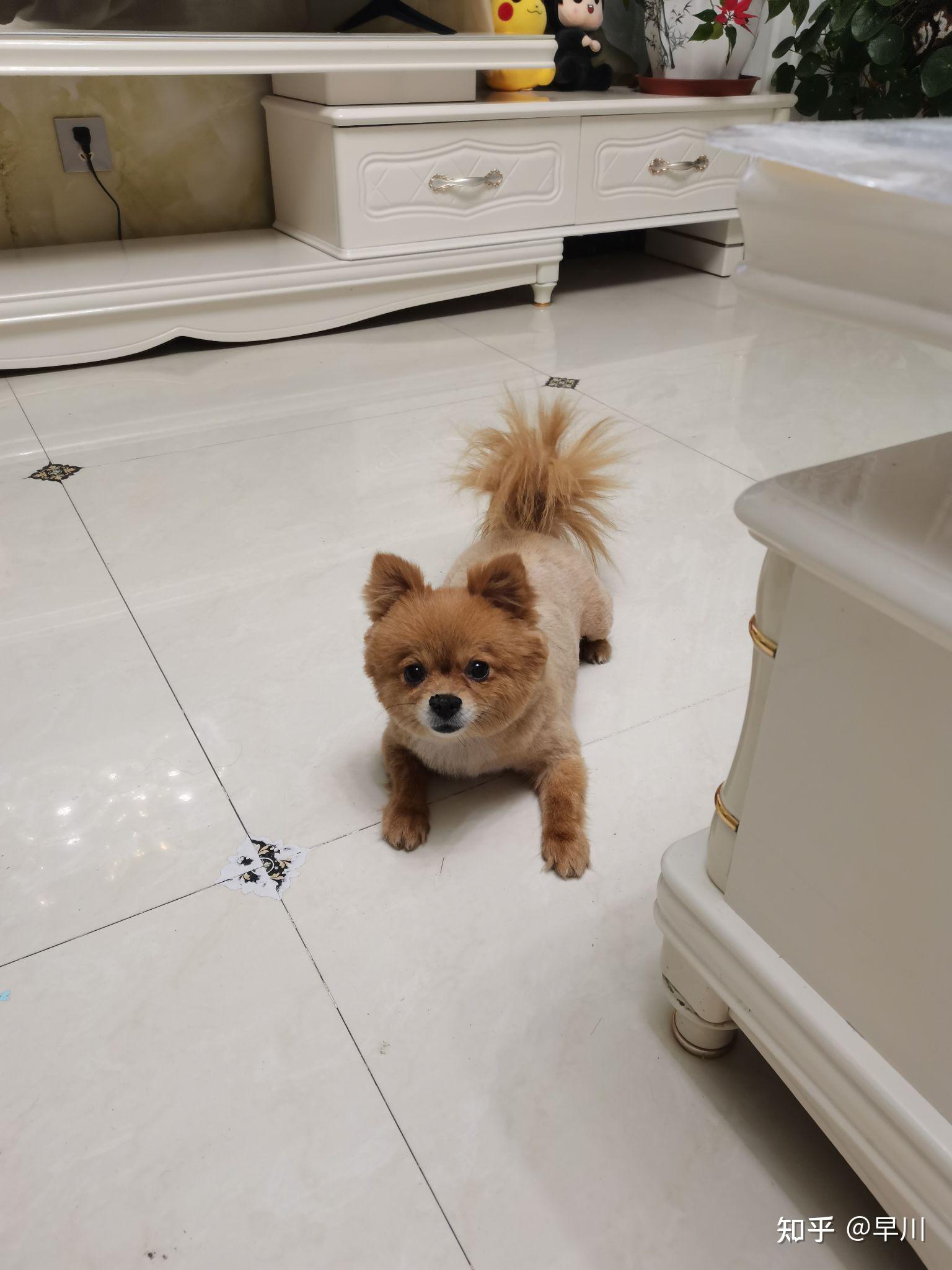 关注问题 67 写回答 登录/注册 生活 狗 宠物犬 宠物 博美 博美长大