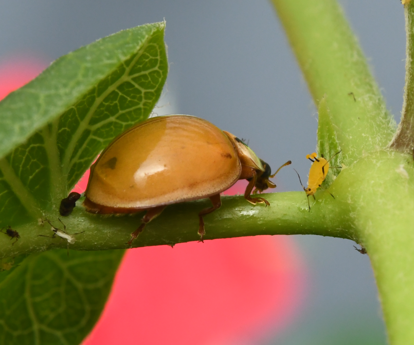奥森观虫异色瓢虫