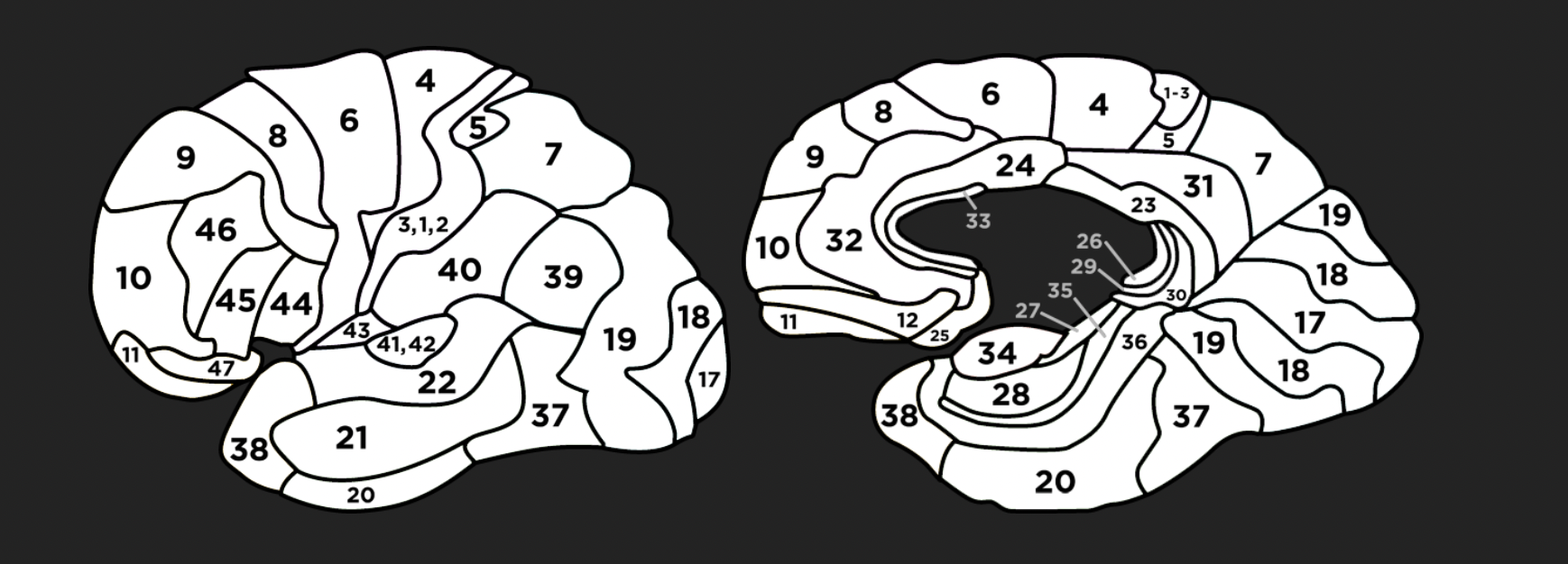 连接组学:大数据如何改变我们对大脑的认识
