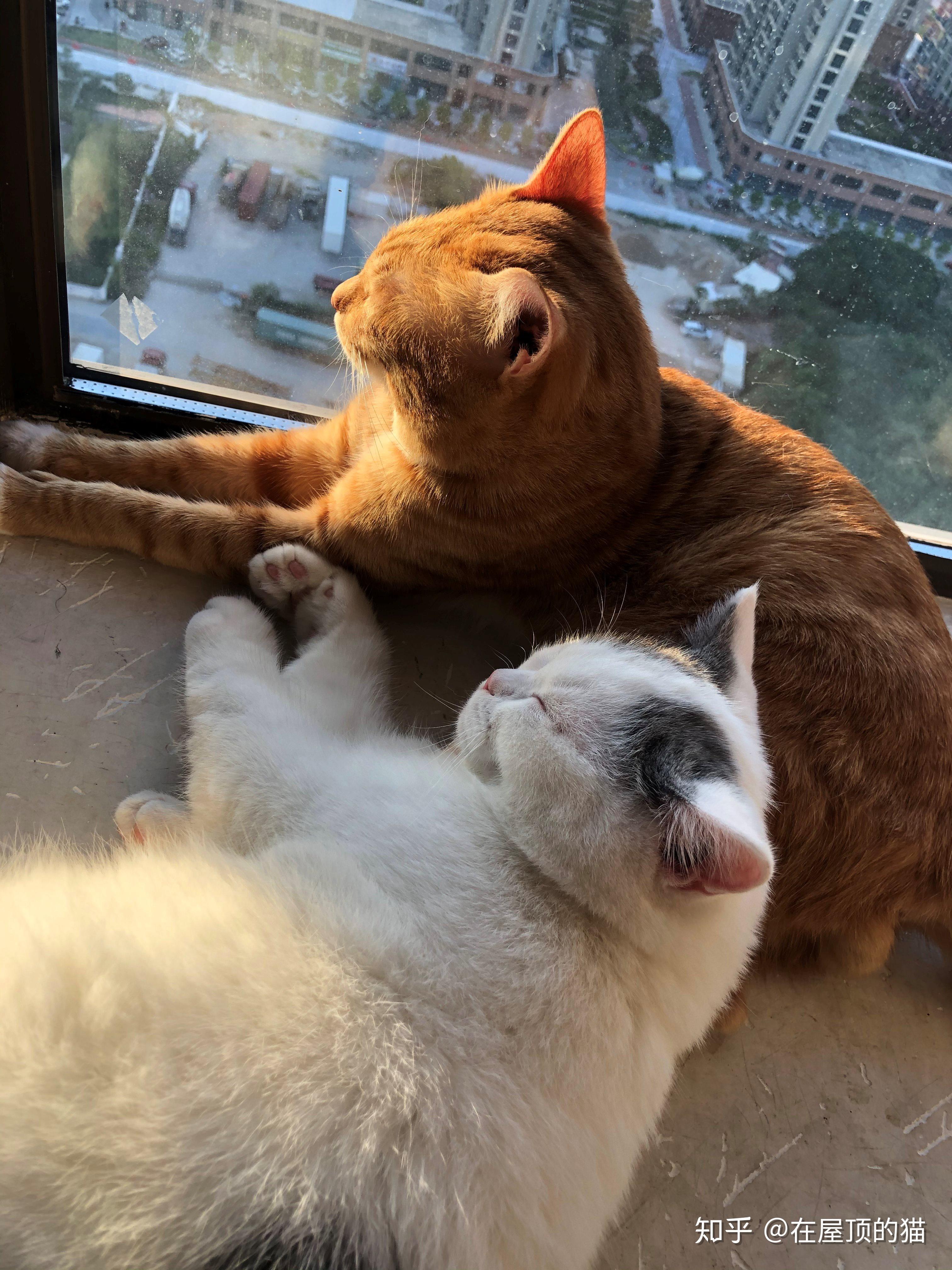 你们有让人动容的狗狗和猫咪在一起的温馨照片吗? - 知乎