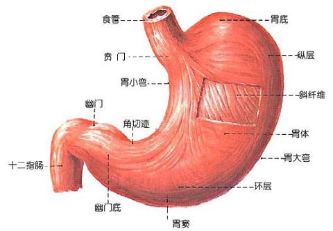 胃 - 知乎