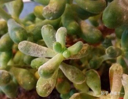 多肉植物病害症状及防治方法介绍