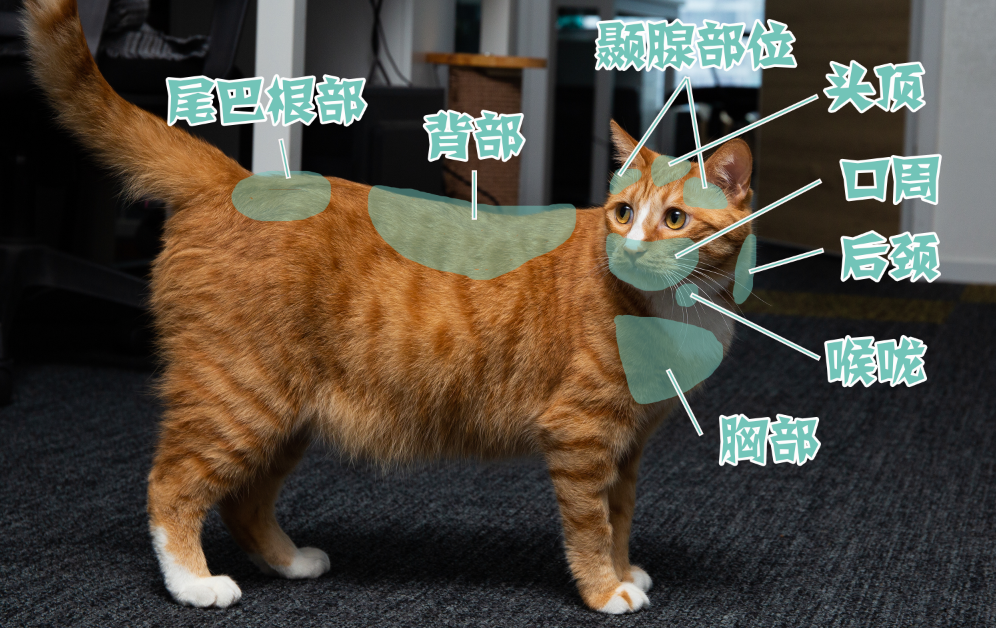 猫猫为什么会喜欢被摸头? - 知乎