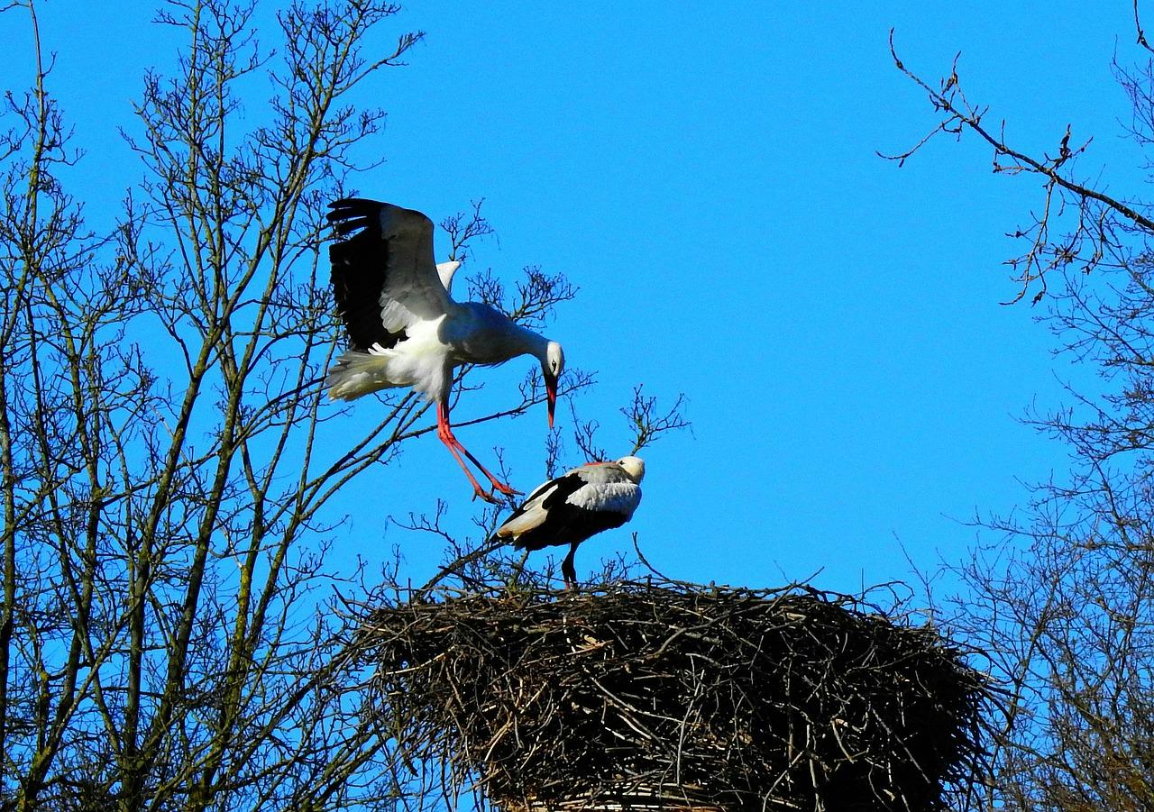 2. 筑巢材料选择