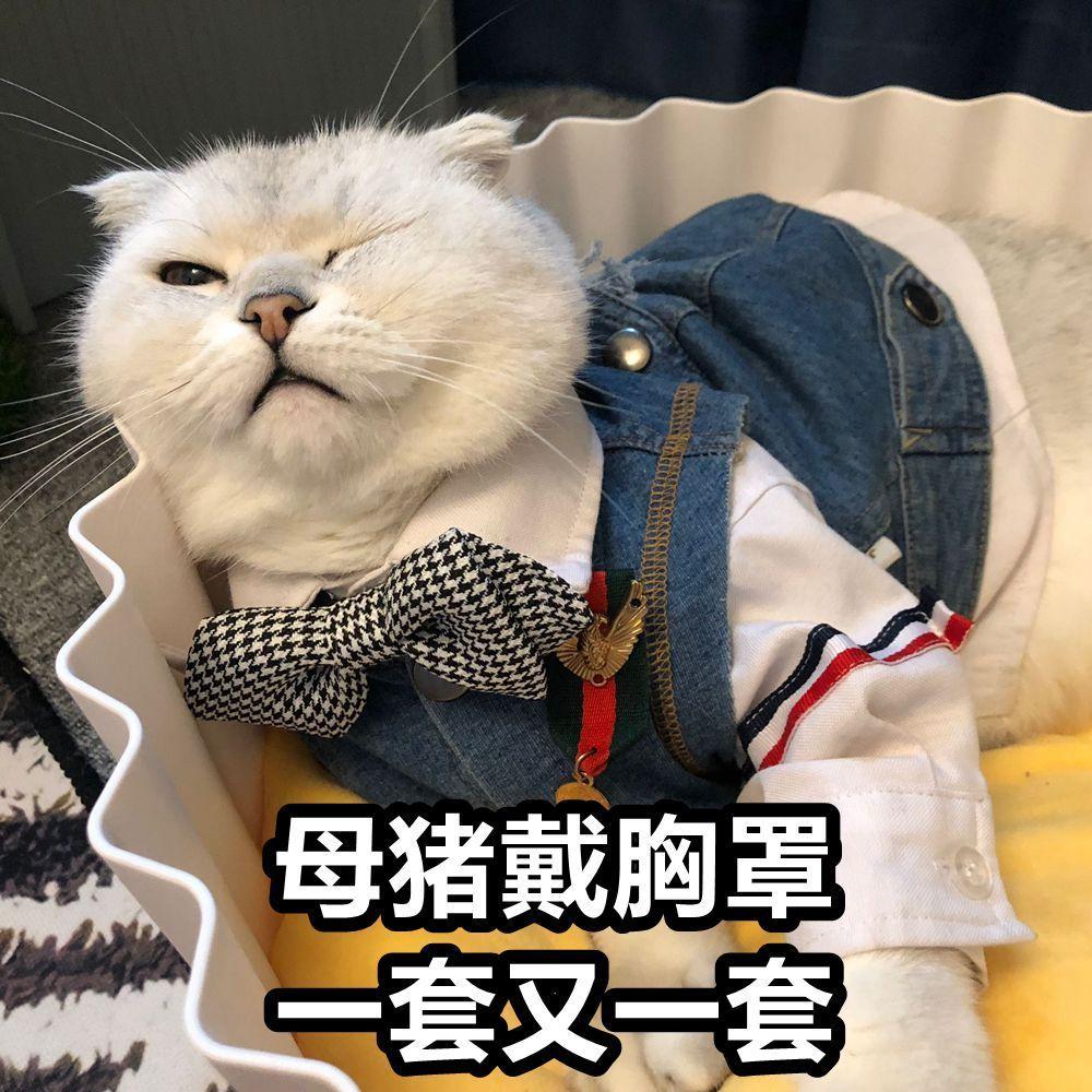 猪搞笑图片穿内衣图片