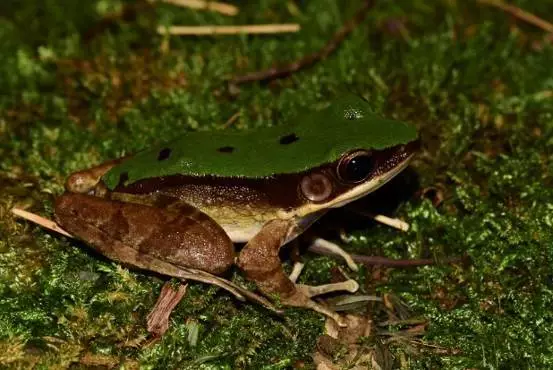 兩棲動物是溪流邊夜間觀察最常見的物種,大綠臭蛙(odorrana graminea)